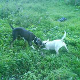 Hondenfoto van *marieke&bento*