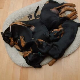 Alle 4