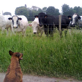 Kylie : Een onderonsje met de koeien.
