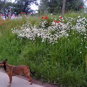 Kylie : In de bloemetjes gezet.