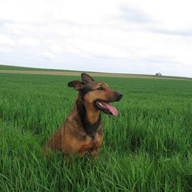 Lente! Kylie in het veld.