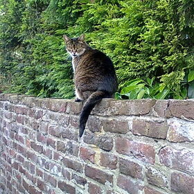Tigre, Kylie's huisgenootje.