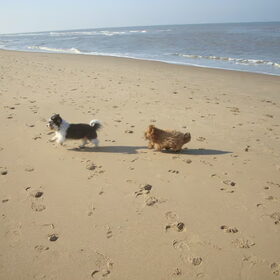 Lekker rennen in het zand