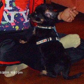 Hondenfoto van Jasmine en Chica