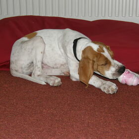 ik en mijn nieuwe puppy kong.