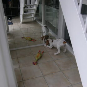 hé? nog een hond hier?