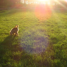 zon gaat onder