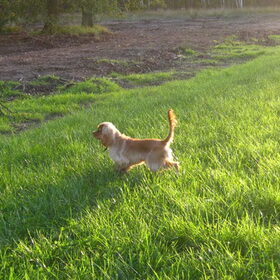 in het gras