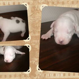 Hondenfoto van mamaloes darius dilaylah en de pups! 