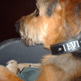 Hondenfoto van liesbeth,Turbo,Luna, Levi en Faith