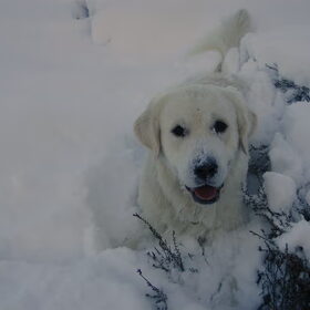 Roby in de sneeuw.