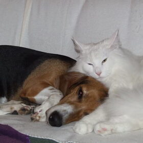 Ook al is Fred een herplaatser, samen slapen met Putih is geen…