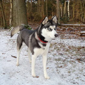 dit is mijn husky hij is nu 20 maanden