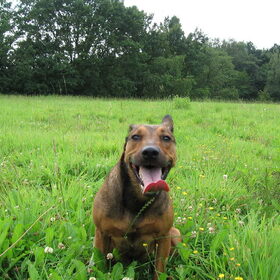 Lieve Mooie Kylie. Hondje en maatje van Henk & Edith. Op…