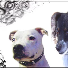 Hondenfoto van Claudia, Andor en Deamon