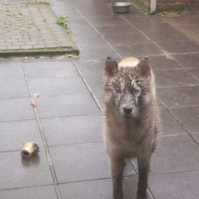 Dirty dog