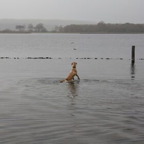 Hondenfoto van Sam,Saltarin,Muis,Zara,Terra+en Paco 