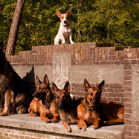Hondenfoto van De Mecheltjes clan