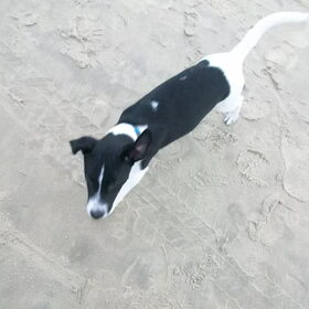 Odie dagje op Texel 15wk oud