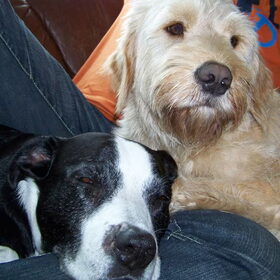 Lekker bij de baas op schoot!