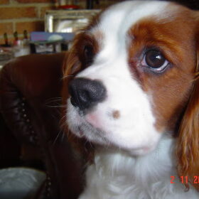 nieuwe foto,s van Binky (2)