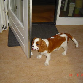 nieuwe foto,s van Binky (17)