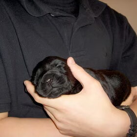 ons hondje Disney als puppy bij mij broer in de armen aan t…