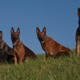 Hondenfoto van De Mecheltjes clan
