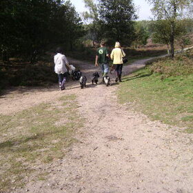heerlijk wandelen met de honden