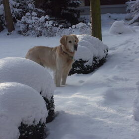Tibo in de sneeuw