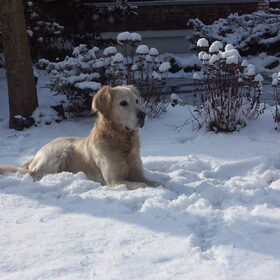 Tibo in de sneeuw