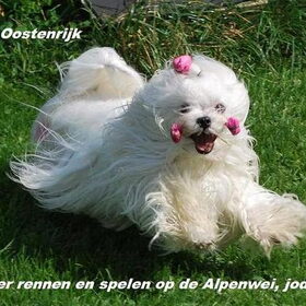 Amber lekker rennen in het gras in oosterijk de dag voor de…