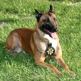 Een (S.W.A.T )hond de Kevin en Ilona