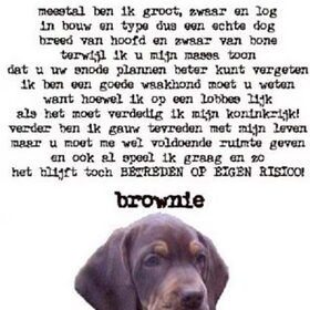 Hondenfoto van Juut & Brownie 