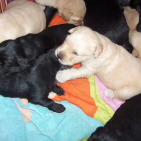 nog meer puppy foto's