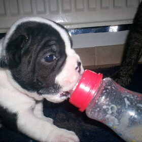 Aan de fles!! ongeveer 3 week oud..