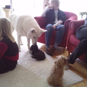 Kennismaking met het bezoek.