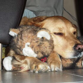 onze vorige hond genaamd Lady ze is helaas ingeslapen omdat ze…