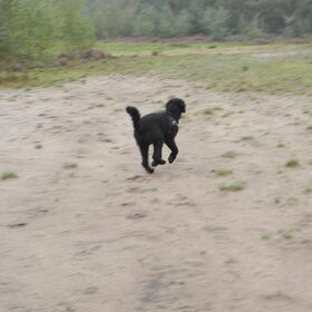 Hondenfoto van Mirjam en Curly Koda 