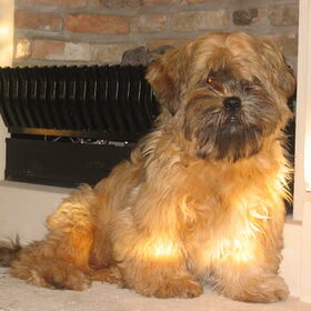 dit hondje heet boyke schatig he kus lotte hermans