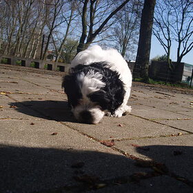 ik ben je op het spoor..