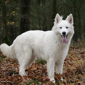 Meldo 2,5 jaar oud. Hij wordt echt een knappe vent!