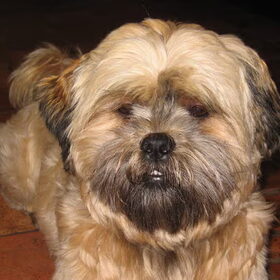 mooie foto he dit ras is een kruising tussen een shih tzu…