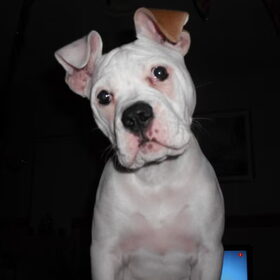 Onze kleine Angel