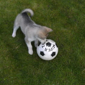 Met de voetbal aant spelen