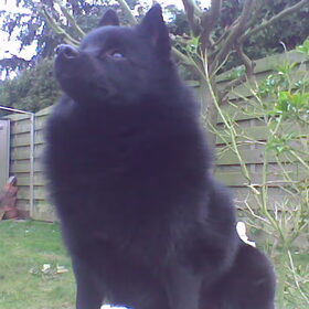 Antje, het fiere Schipperke