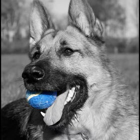 Dit is mijn lieve hond Rex. Hij is een kruising tussen Duitse…