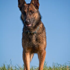 Hondenfoto van De Mecheltjes clan