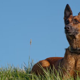 Hondenfoto van De Mecheltjes clan