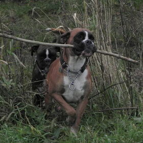 Hondenfoto van Suus, Chaos en Senna